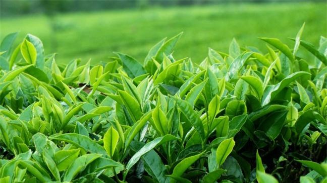 Bài thuốc dân gian trị bệnh mề đay, mẩn ngứa cực hiệu quả ai cũng nên biết - Ảnh 1.