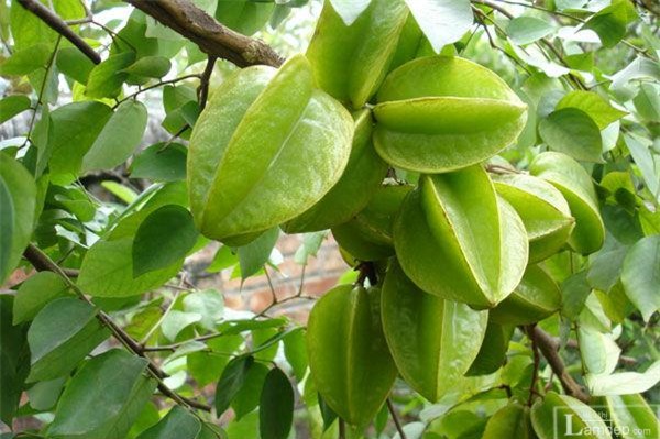 Bài thuốc dân gian trị bệnh mề đay, mẩn ngứa cực hiệu quả ai cũng nên biết - Ảnh 2.