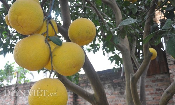 Vườn bưởi vạn quả chín vàng óng giữa Thủ đô 'cháy hàng' trước Tết