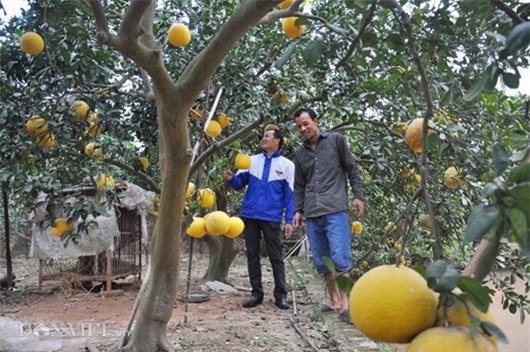Vườn bưởi vạn quả chín vàng óng giữa Thủ đô 'cháy hàng' trước Tết