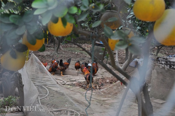 Vườn bưởi vạn quả chín vàng óng giữa Thủ đô 'cháy hàng' trước Tết