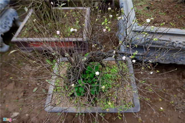 Vườn mai trắng hàng trăm triệu đồng ở Hà Nội