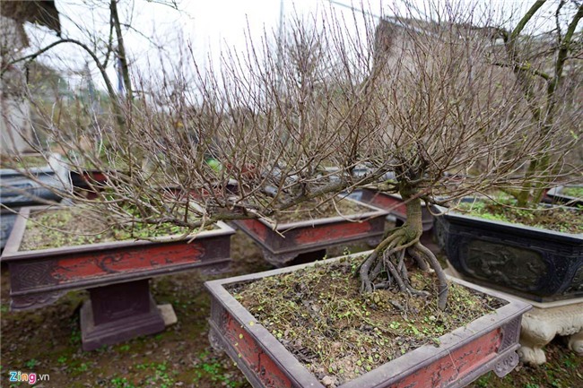 Vườn mai trắng hàng trăm triệu đồng ở Hà Nội