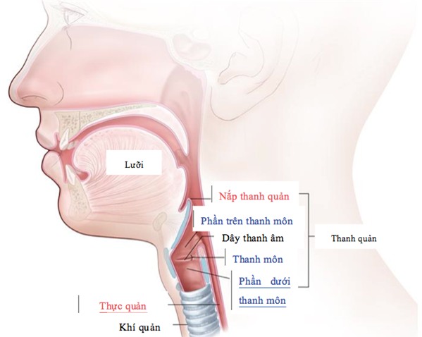 Xơ dây thanh quản - căn bệnh có thể Thanh Vân Hugo và ca sĩ Thu Phượng bị câm nguy hiểm thế nào? - Ảnh 3.