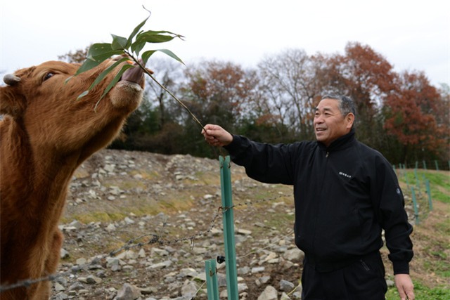 260 USD/lạng bò Nhật nuôi bằng 14 loại thảo mộc tự nhiên