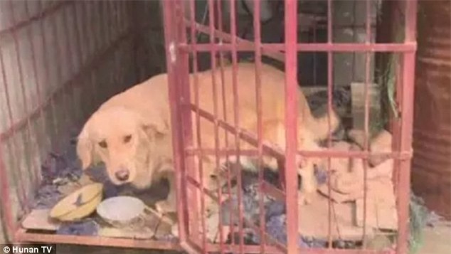 Ham mê trò đỏ đen, mẹ nhốt con vào chuồng chó để tránh bị làm phiền - Ảnh 2.