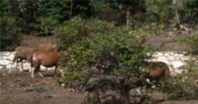 cac cap doi “han ca doi” vi bo anh cuoi ngon dong tien ma van “xau nhu ma cau” - 8