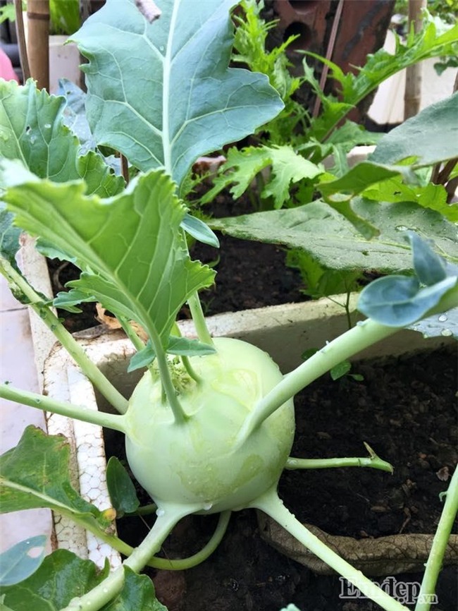 Sân thượng rau quả sạch xanh ngút ngàn của mẹ đảm ở Hà Nội