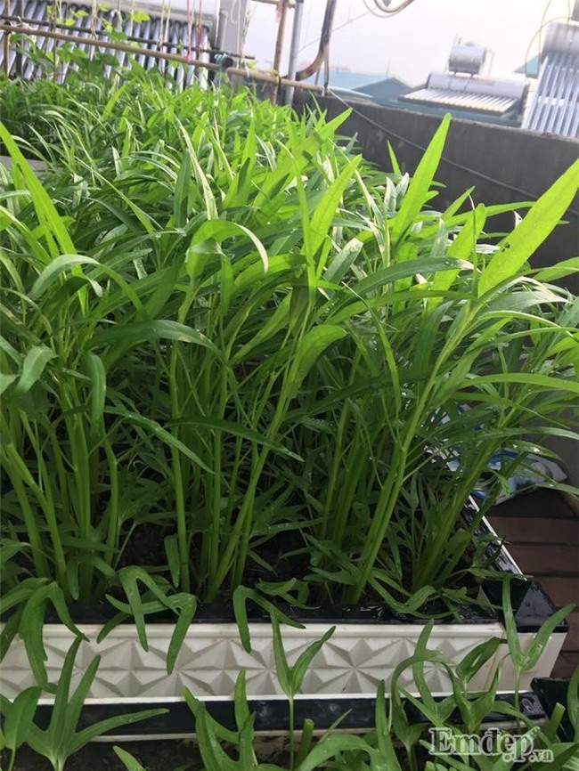 Sân thượng rau quả sạch xanh ngút ngàn của mẹ đảm ở Hà Nội