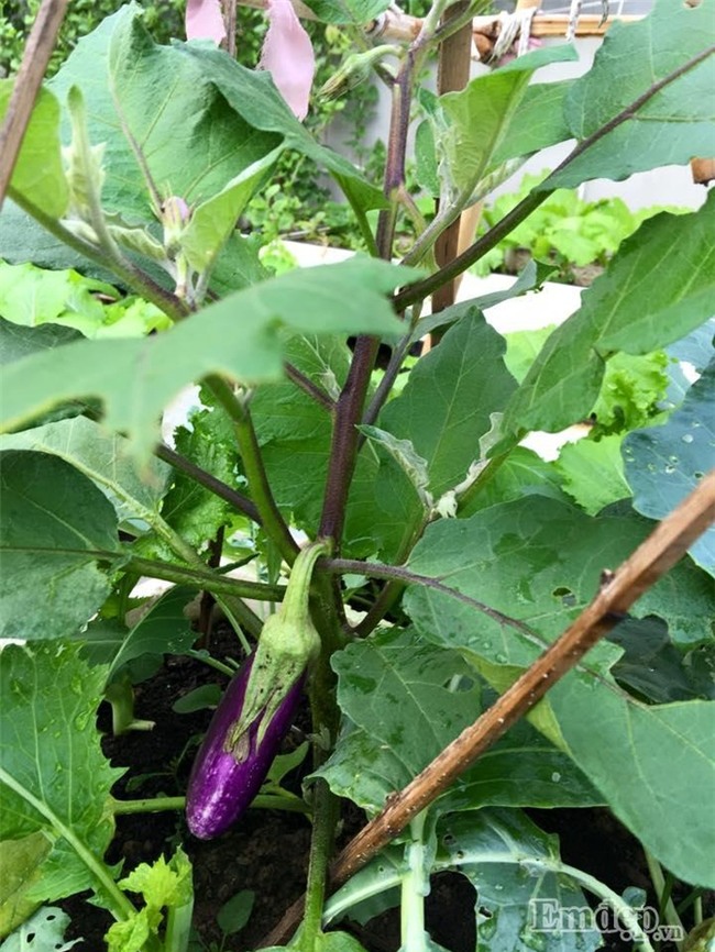 Sân thượng rau quả sạch xanh ngút ngàn của mẹ đảm ở Hà Nội