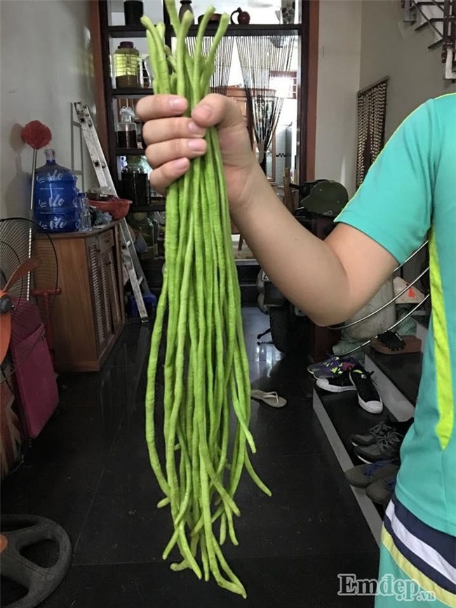 Sân thượng rau quả sạch xanh ngút ngàn của mẹ đảm ở Hà Nội