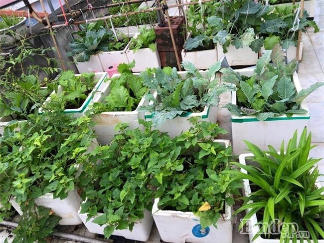 Sân thượng rau quả sạch xanh ngút ngàn của mẹ đảm ở Hà Nội