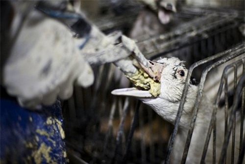 Sự thật rợn người sau món đặc sản đắt đỏ bậc nhất