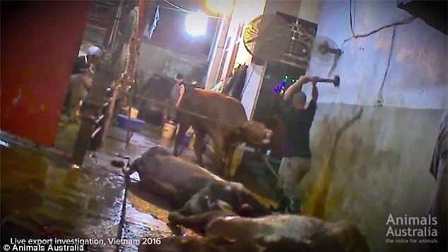 Sự thật rợn người sau món đặc sản đắt đỏ bậc nhất