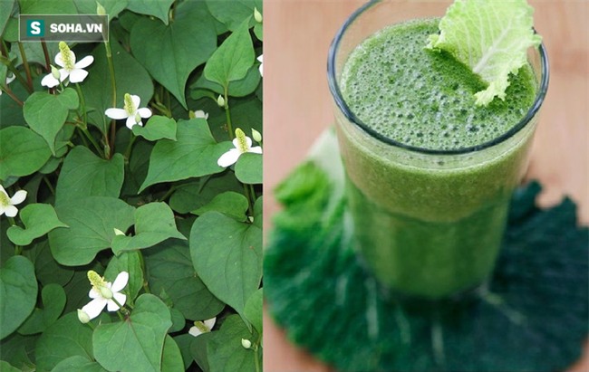 Mạnh dạn vứt kháng sinh đi, ở VN có loại rau chữa ho, viêm họng do thời tiết cực hiệu quả - Ảnh 3.