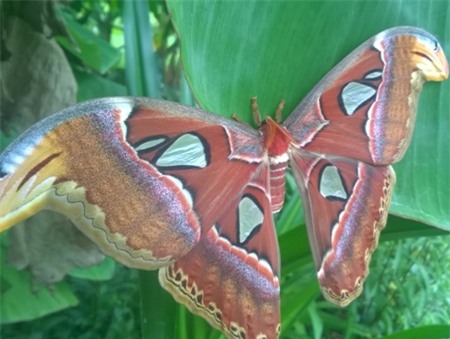 Bướm bà có sải cánh rất khủng.