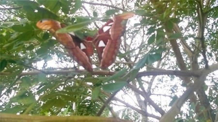 Loài bướm khủng bất ngờ xuất hiện trong vườn cây nhà dân. (Ảnh: CTV)