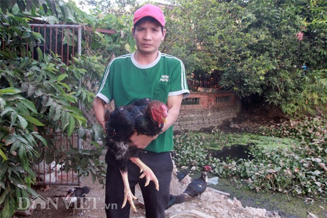 Gà Hồ 6,4 kg trả tiền triệu không bán