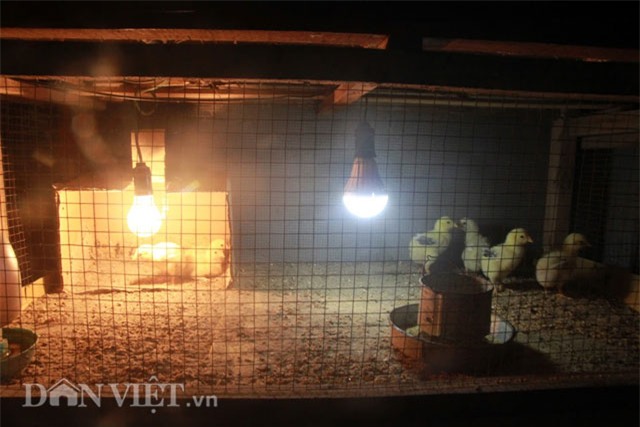 Gà Hồ 6,4 kg trả tiền triệu không bán