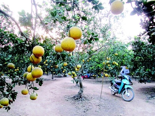 Gần Tết, bưởi, Phật thủ vẫn “dài cổ” ngóng khách - 1