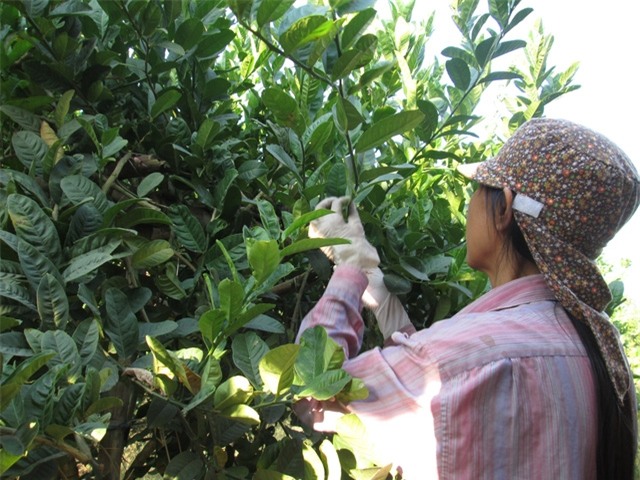 Gần Tết, bưởi, Phật thủ vẫn “dài cổ” ngóng khách - 2