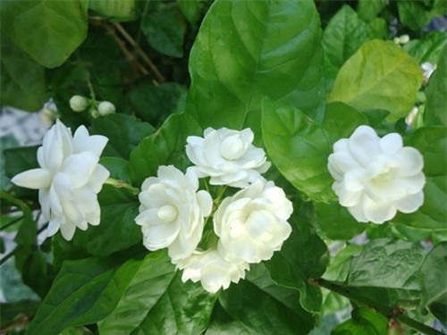 trong nhung loai cay phong thuy nay, gia chu se phat tai nhanh chong - 2