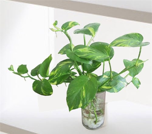 trong nhung loai cay phong thuy nay, gia chu se phat tai nhanh chong - 5