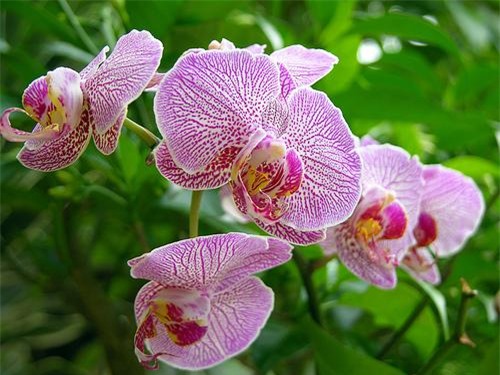 trong nhung loai cay phong thuy nay, gia chu se phat tai nhanh chong - 6