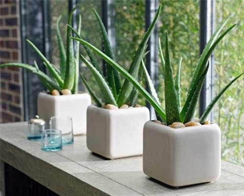 trong nhung loai cay phong thuy nay, gia chu se phat tai nhanh chong - 7