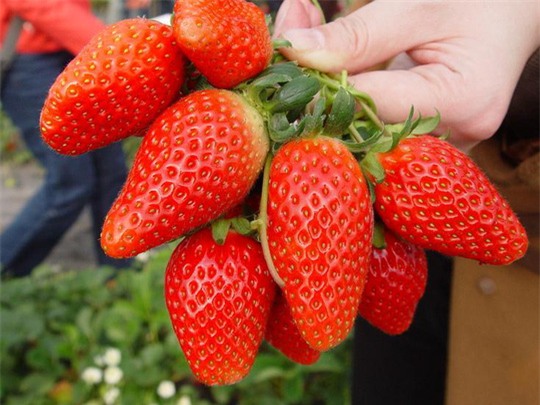 Hoa quả đắt nhất thế giới: Nhà giàu Việt không tiếc tiền ăn sang