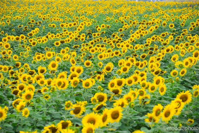 5 điểm du lịch cảnh đẹp như mơ để đưa nhau đi trốn dịp Tết dương lịch - Ảnh 8.