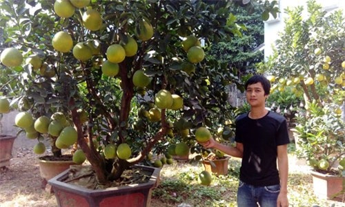 buoi canh choi tet gia tu 3 den 45 trieu dong moi cay hinh anh 1