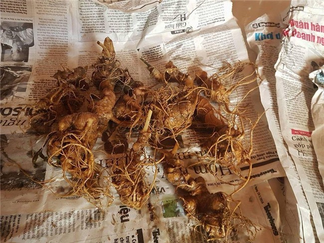 Bí mật đinh sắt chục triệu trong củ sâm Ngọc Linh nặng hơn 1kg