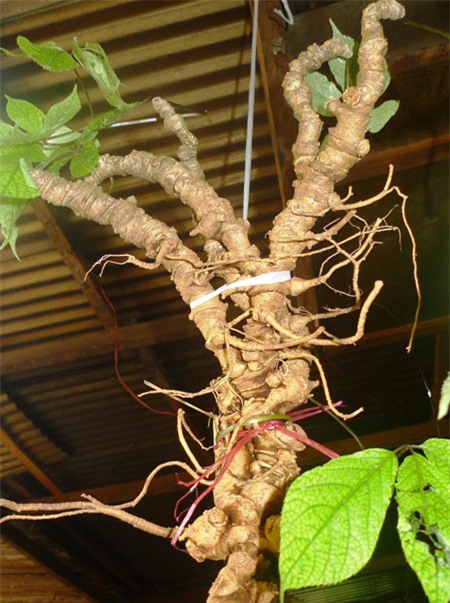 Bí mật đinh sắt chục triệu trong củ sâm Ngọc Linh nặng hơn 1kg