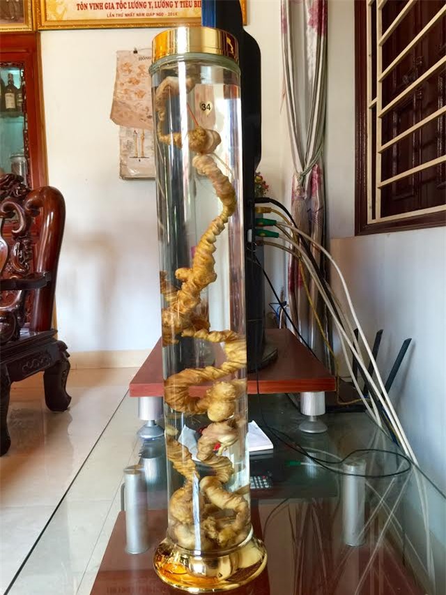 Bí mật đinh sắt chục triệu trong củ sâm Ngọc Linh nặng hơn 1kg