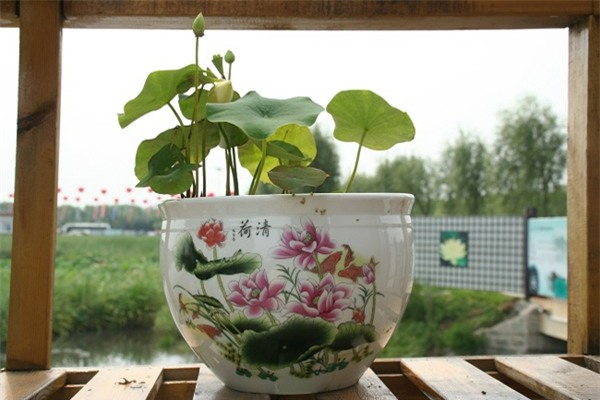 12-con-giap1 phunutoday