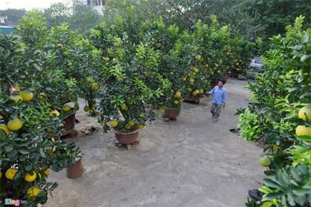 Cây bưởi 200 quả, giá 40 triệu đồng ở Hà Nội