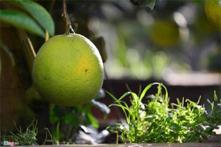 Cây bưởi 200 quả, giá 40 triệu đồng ở Hà Nội