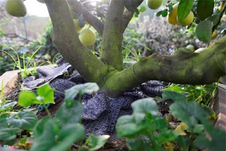 Cây bưởi 200 quả, giá 40 triệu đồng ở Hà Nội