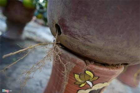 Cây bưởi 200 quả, giá 40 triệu đồng ở Hà Nội