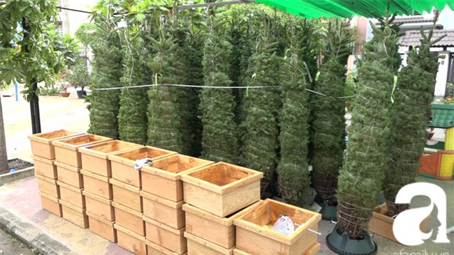 Cận Giáng sinh, cây thông Noel thật nhập từ Mỹ, giá bạc triệu vẫn hút hàng ở Sài Gòn - Ảnh 1.