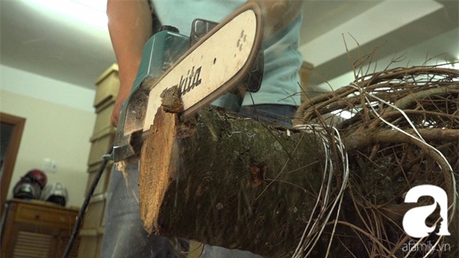 Cận Giáng sinh, cây thông Noel thật nhập từ Mỹ, giá bạc triệu vẫn hút hàng ở Sài Gòn - Ảnh 2.