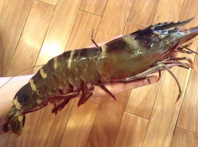 Tôm sú cụ đỏ au, đen thẫm: Mỗi bữa chỉ dám ăn 1 con