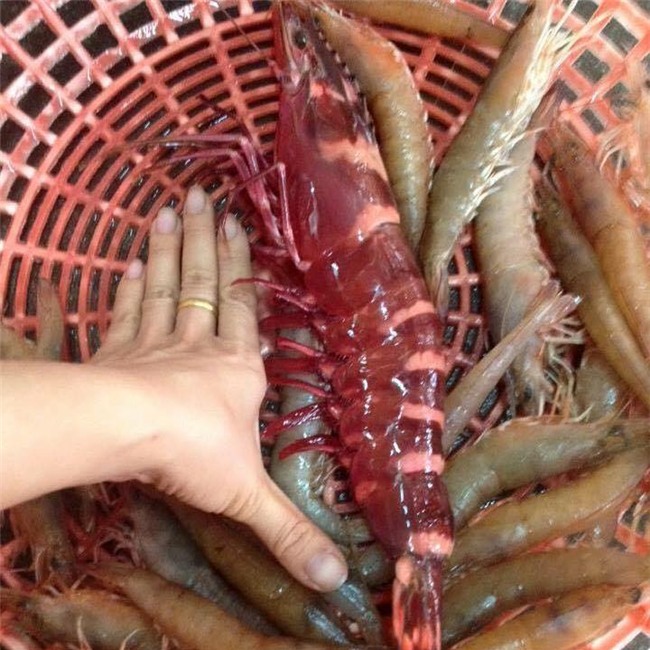 Tôm sú cụ đỏ au, đen thẫm: Mỗi bữa chỉ dám ăn 1 con