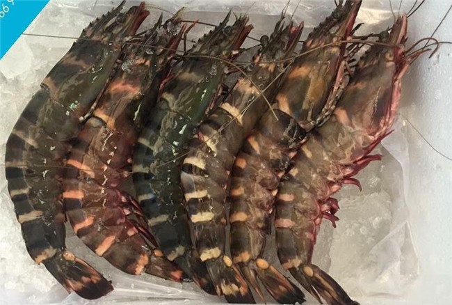 Tôm sú cụ đỏ au, đen thẫm: Mỗi bữa chỉ dám ăn 1 con