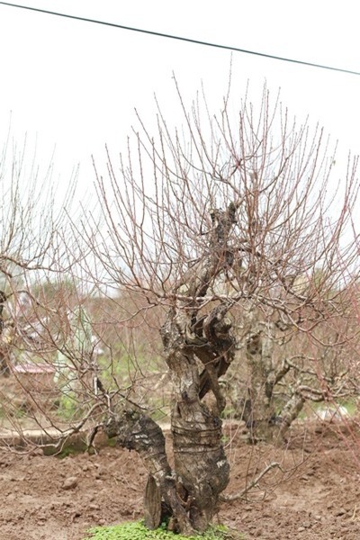 Bích đào cổ thụ đã nhú nụ chờ Tết để bung nở. Những gốc thân mục rỗng, cao hơn đầu người giá thuê từ 50 - 70 triệu đồng. Ảnh:HP