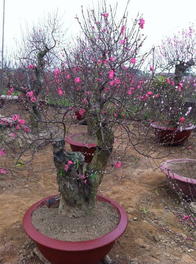 Một gốc bích đào đã bung nở ở làng đào Nhật Tân, chờ người chơi đào sớm. Ảnh: HP