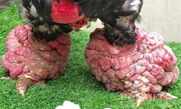 10 loai dong vat doc la