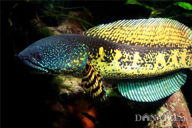 10 loai dong vat doc la