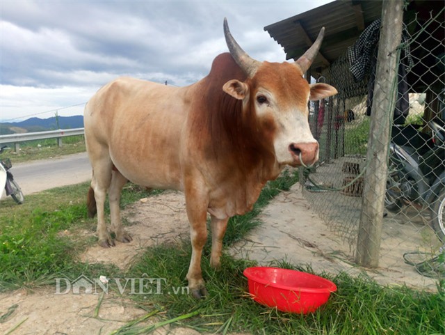 10 loai dong vat doc la 